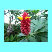 Conservatory 028.jpg